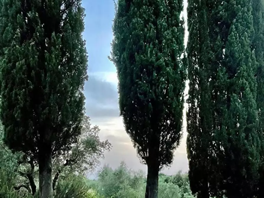 Immagine 16 di Casa colonica in vendita  a Guardistallo