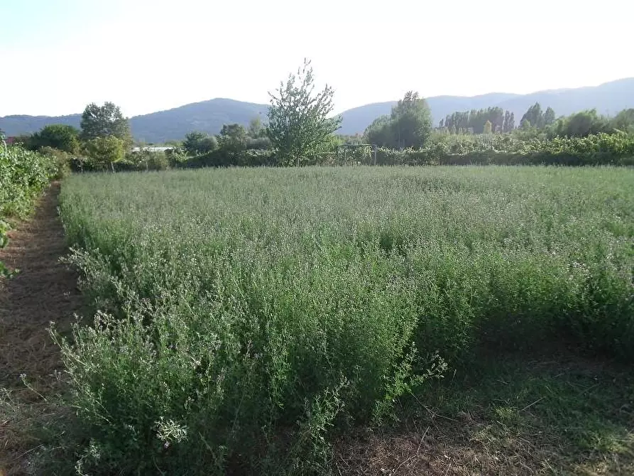 Immagine 1 di Terreno agricolo in vendita  a Ameglia