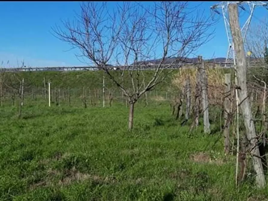 Immagine 3 di Terreno agricolo in vendita  a Sarzana
