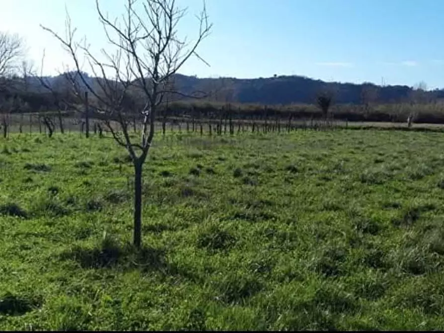 Immagine 2 di Terreno agricolo in vendita  a Sarzana