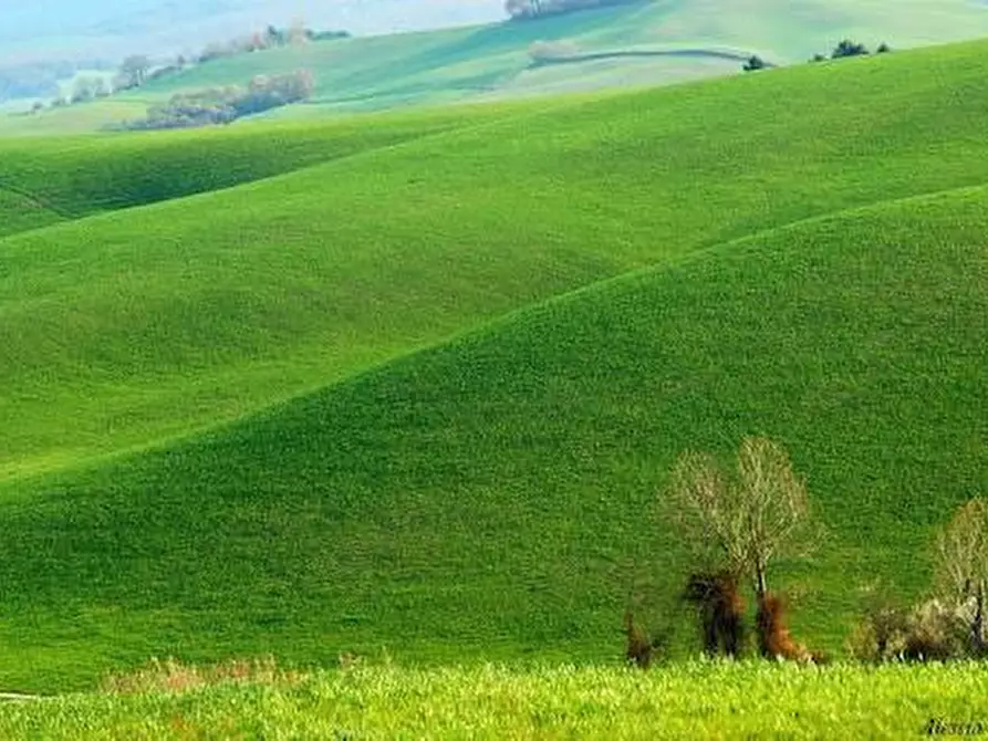Immagine 1 di Terreno agricolo in vendita  a Lajatico