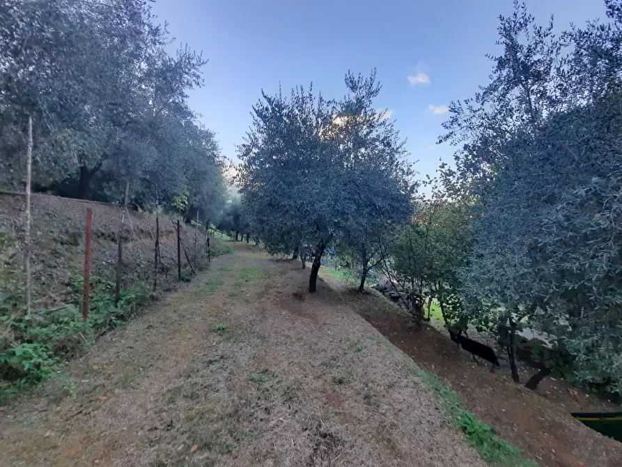 Immagine 1 di Terreno agricolo in vendita  a Capannori