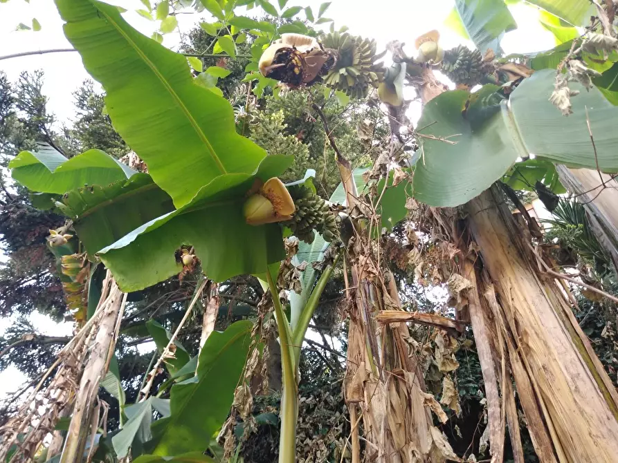 Immagine 30 di Villa in vendita  a Carrara