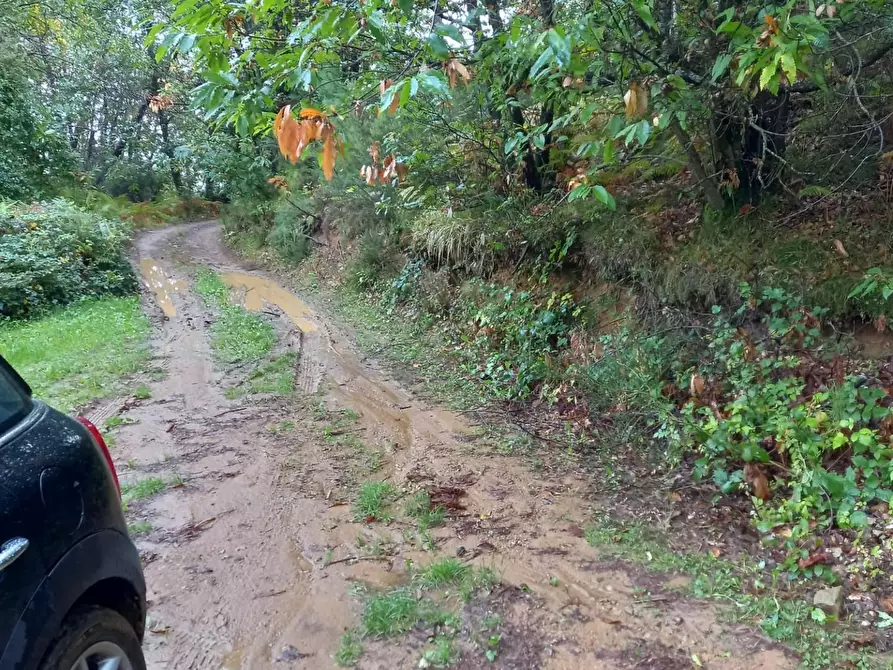Immagine 2 di Rustico / casale in vendita  a Capannori