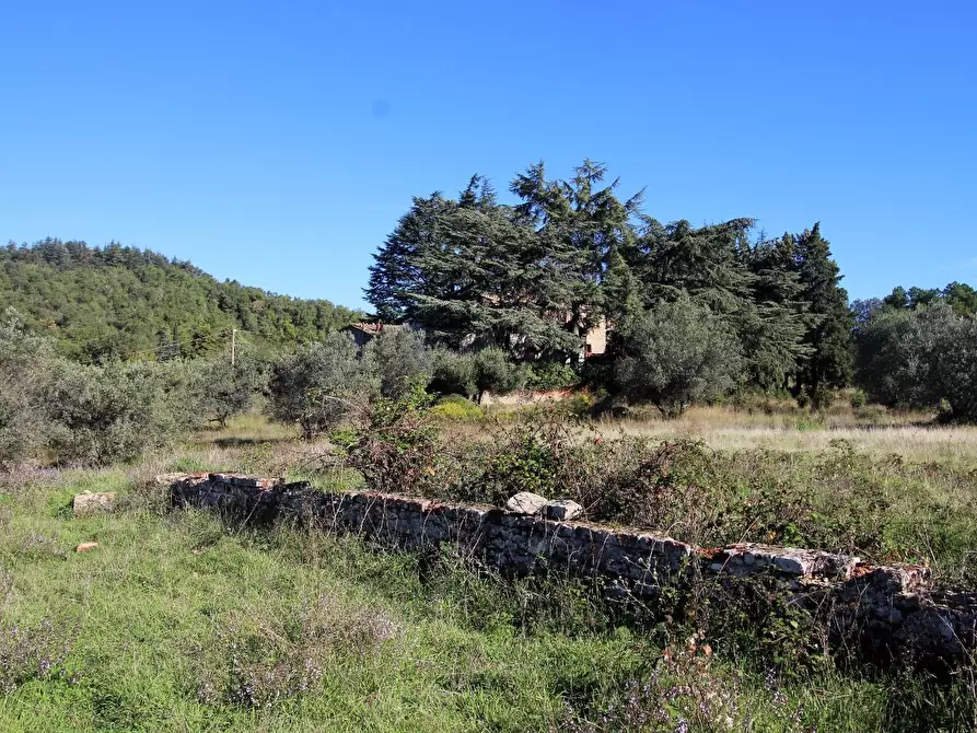 Immagine 39 di Casa colonica in vendita  a Gaiole In Chianti