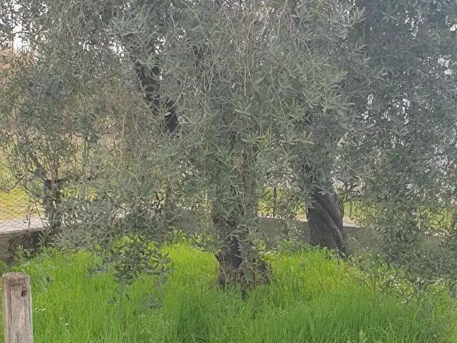 Immagine 9 di Villa in vendita  a Pisa