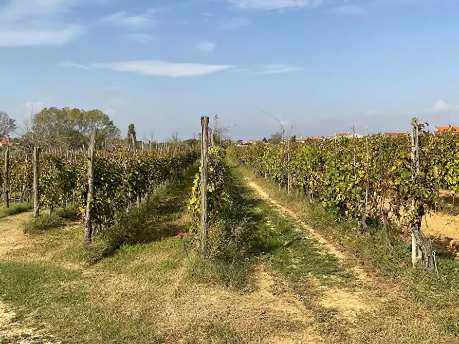 Immagine 13 di Terreno agricolo in vendita  a Crespina Lorenzana