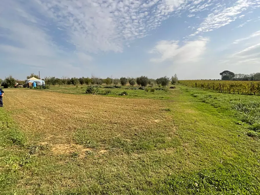 Immagine 8 di Terreno agricolo in vendita  a Crespina Lorenzana