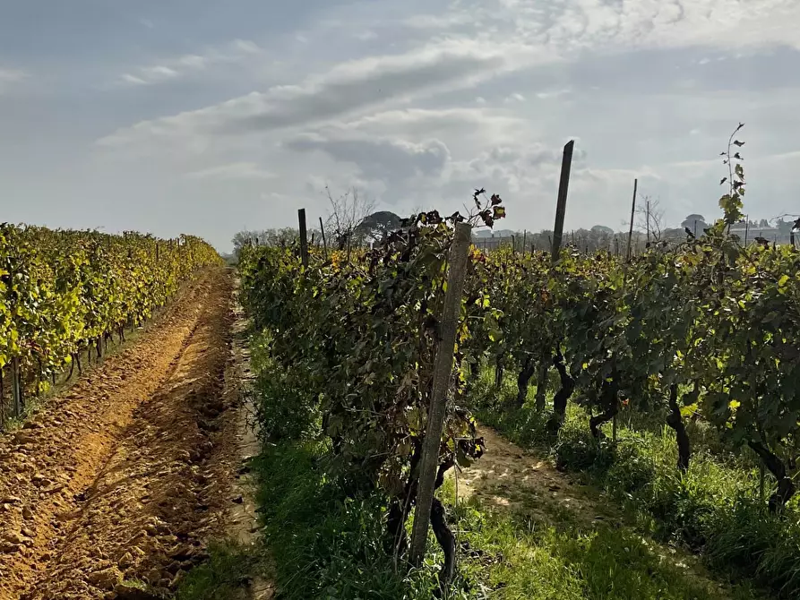 Immagine 2 di Terreno agricolo in vendita  a Crespina Lorenzana