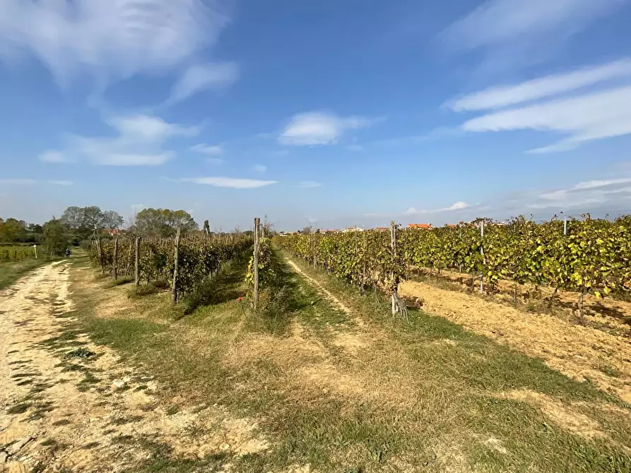 Immagine 14 di Terreno agricolo in vendita  a Crespina Lorenzana