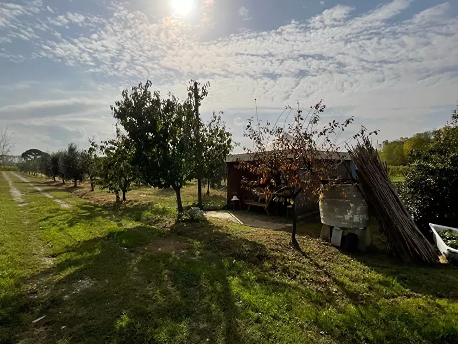 Immagine 5 di Terreno agricolo in vendita  a Crespina Lorenzana