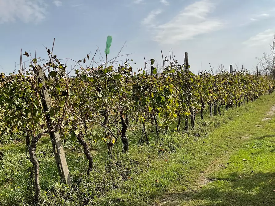 Immagine 4 di Terreno agricolo in vendita  a Crespina Lorenzana
