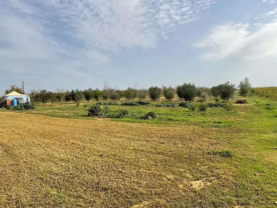 Immagine 10 di Terreno agricolo in vendita  a Crespina Lorenzana