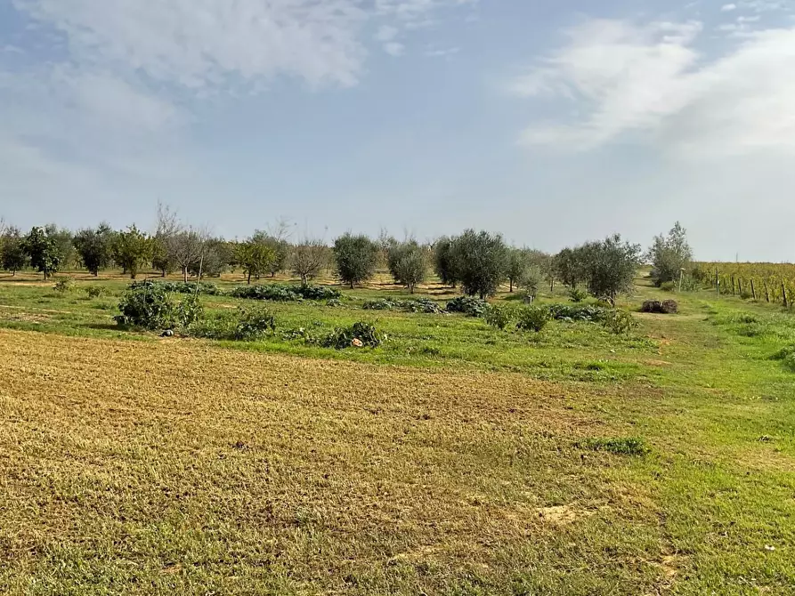 Immagine 9 di Terreno agricolo in vendita  a Crespina Lorenzana