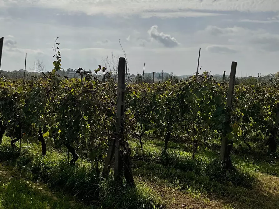 Immagine 3 di Terreno agricolo in vendita  a Crespina Lorenzana