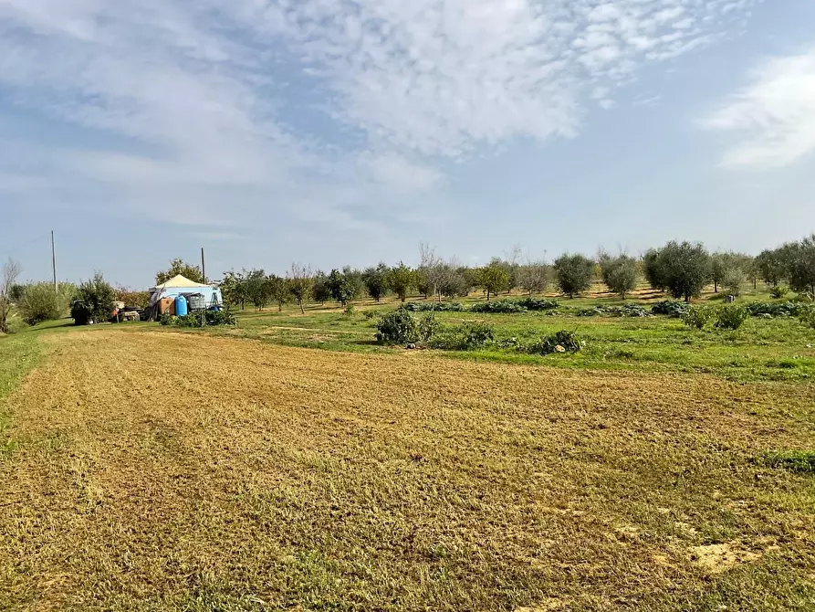 Immagine 11 di Terreno agricolo in vendita  a Crespina Lorenzana