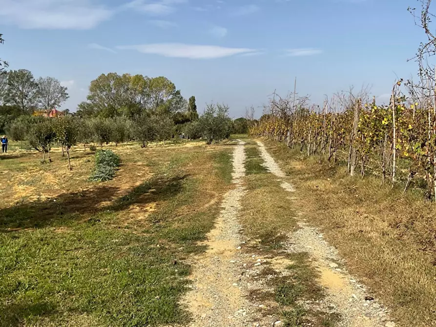 Immagine 12 di Terreno agricolo in vendita  a Crespina Lorenzana