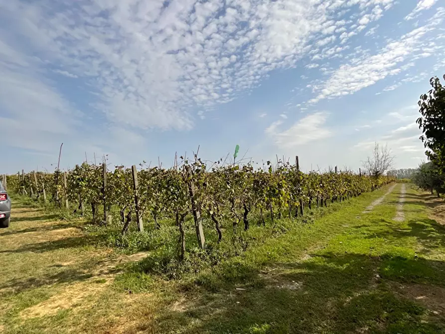 Immagine 1 di Terreno agricolo in vendita  a Crespina Lorenzana