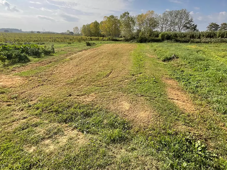 Immagine 7 di Terreno agricolo in vendita  a Crespina Lorenzana