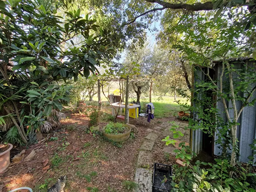 Immagine 5 di Casa colonica in vendita  a Rosignano Marittimo