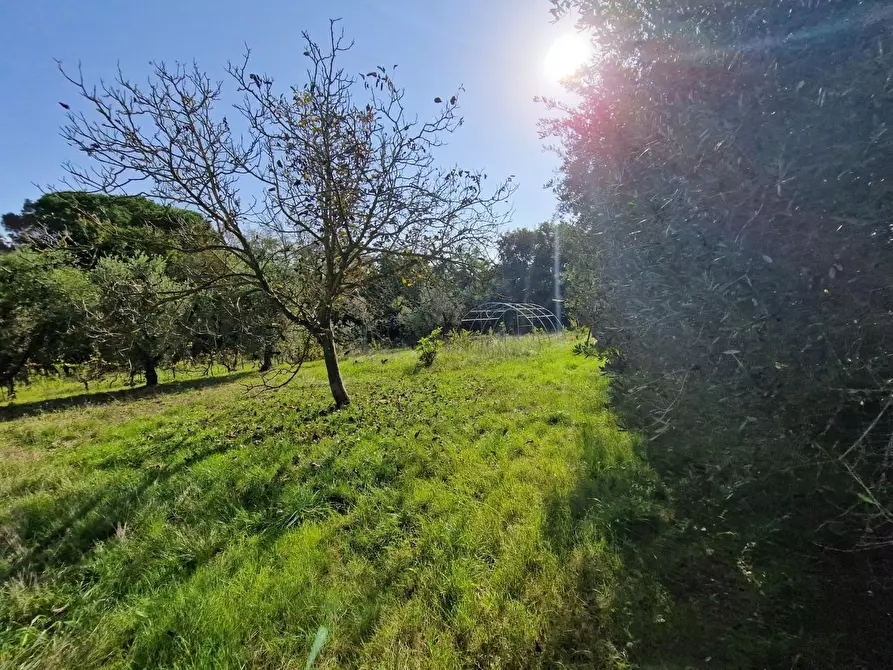 Immagine 3 di Casa colonica in vendita  a Rosignano Marittimo