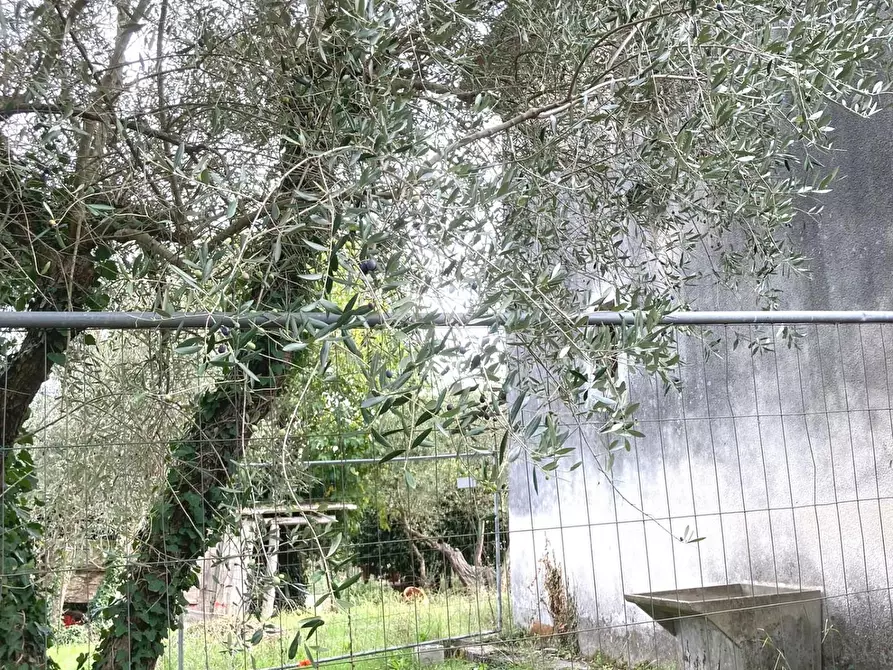 Immagine 8 di Rustico / casale in vendita  a Montecarlo