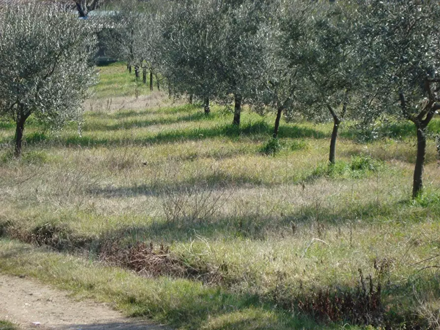 Immagine 11 di Terreno agricolo in vendita  a Cerreto Guidi