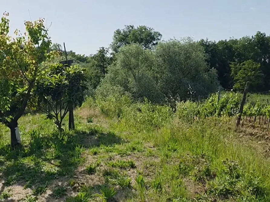 Immagine 8 di Terreno agricolo in vendita  a Casciana Terme Lari