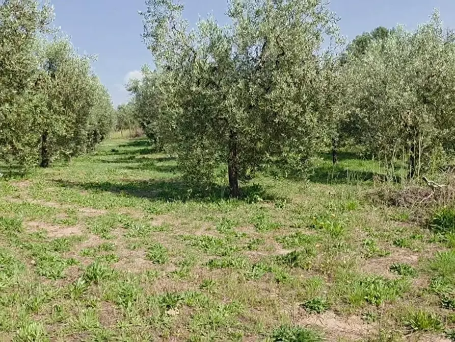 Immagine 9 di Terreno agricolo in vendita  a Casciana Terme Lari