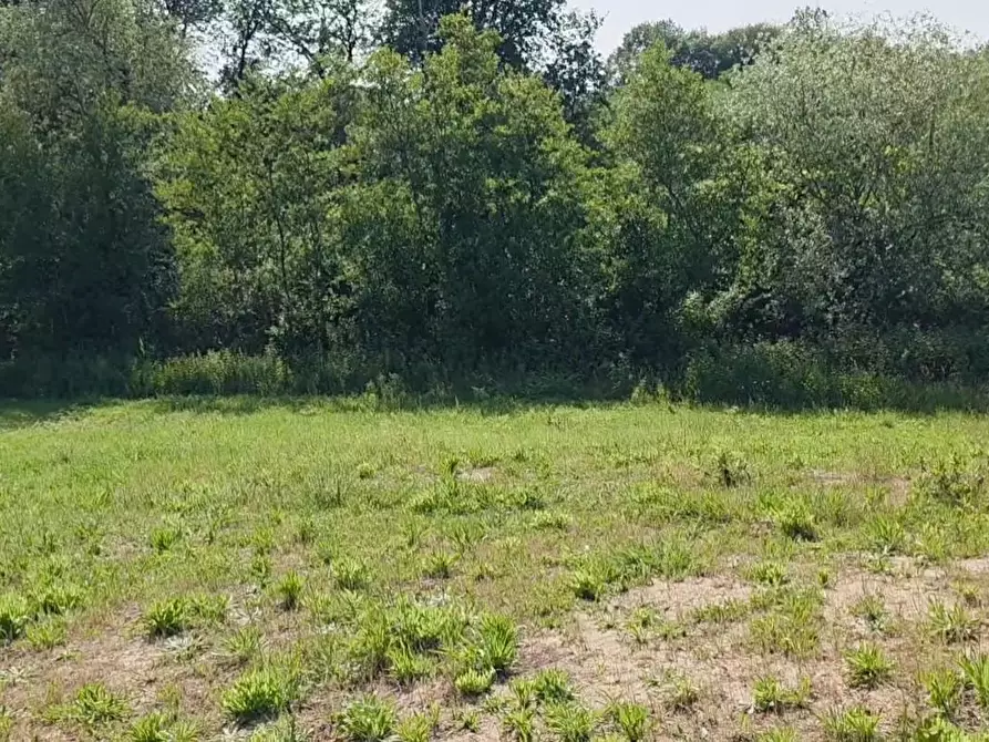 Immagine 5 di Terreno agricolo in vendita  a Casciana Terme Lari