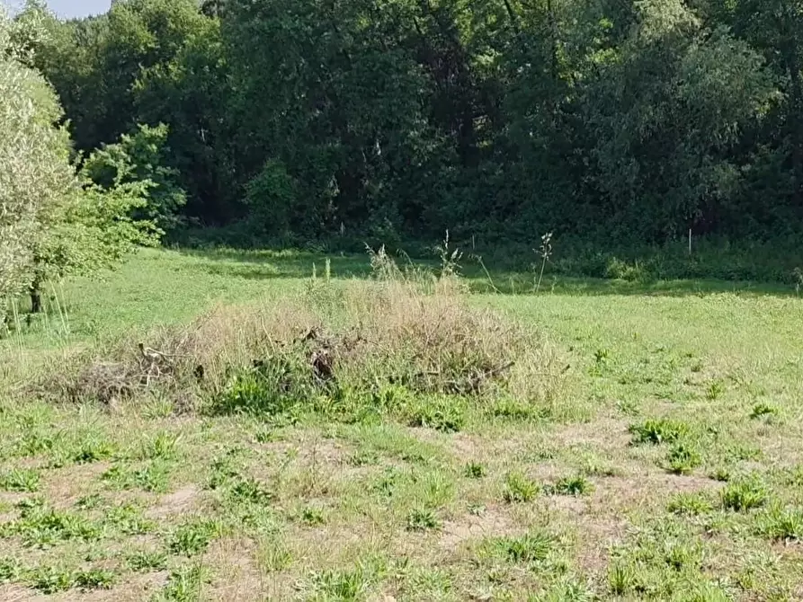 Immagine 6 di Terreno agricolo in vendita  a Casciana Terme Lari