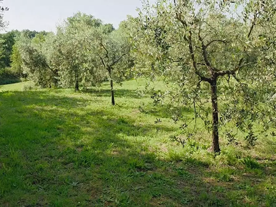 Immagine 1 di Terreno agricolo in vendita  a Casciana Terme Lari