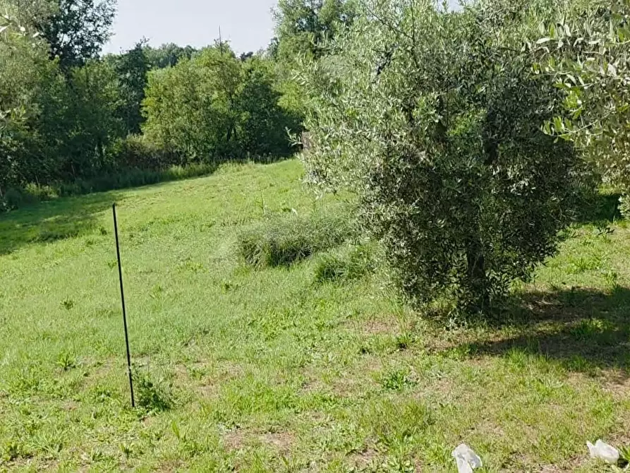 Immagine 2 di Terreno agricolo in vendita  a Casciana Terme Lari