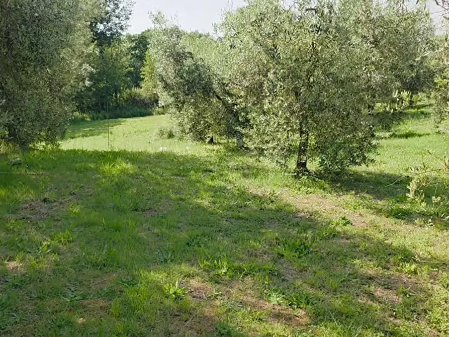 Immagine 3 di Terreno agricolo in vendita  a Casciana Terme Lari