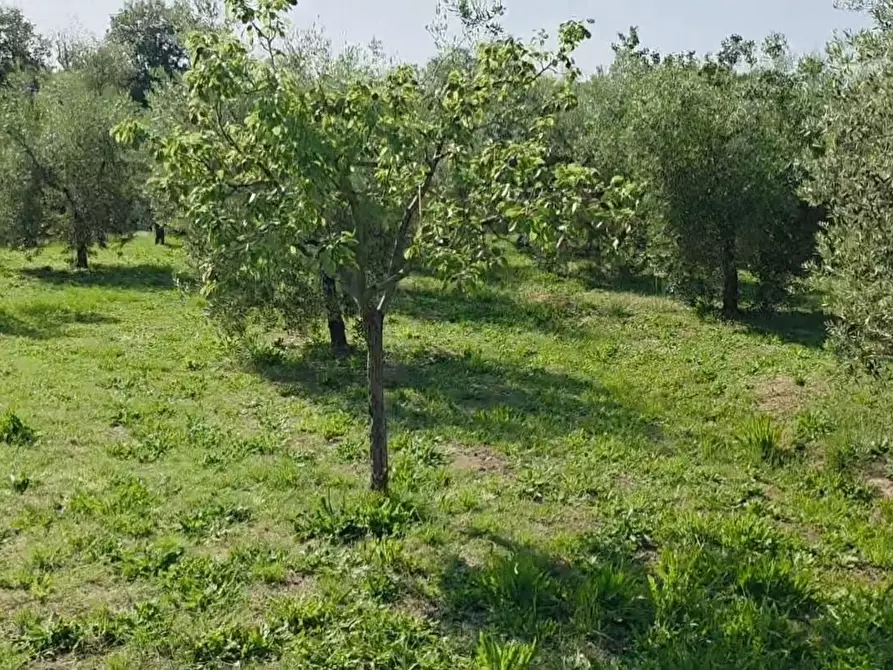 Immagine 13 di Terreno agricolo in vendita  a Casciana Terme Lari