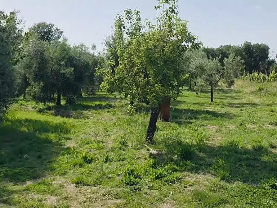 Immagine 4 di Terreno agricolo in vendita  a Casciana Terme Lari