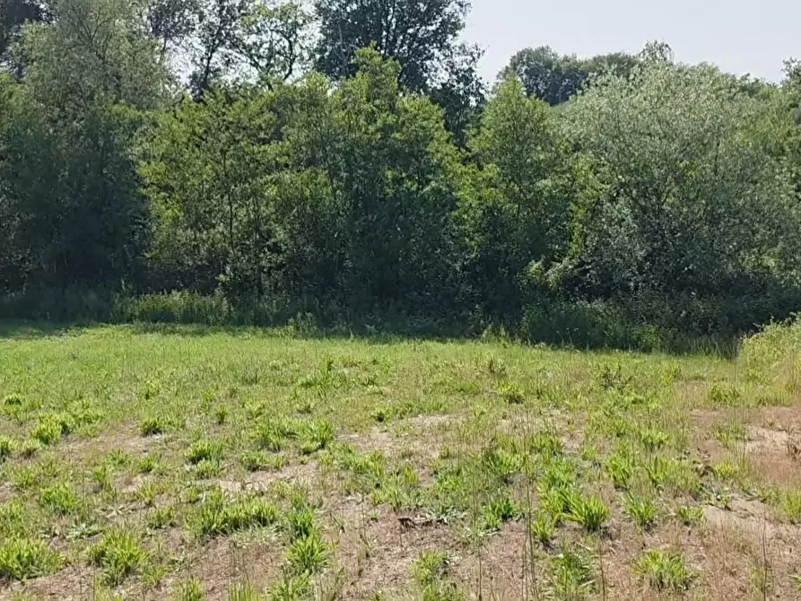 Immagine 7 di Terreno agricolo in vendita  a Casciana Terme Lari