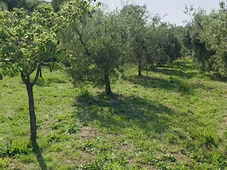 Immagine 11 di Terreno agricolo in vendita  a Casciana Terme Lari