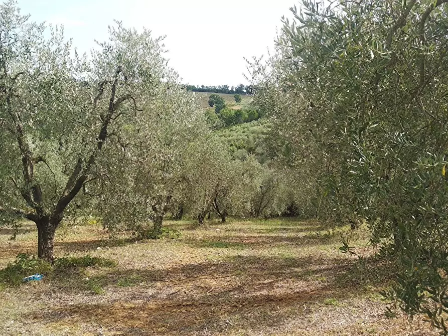 Immagine 3 di Terreno residenziale in vendita  a Civitella Paganico