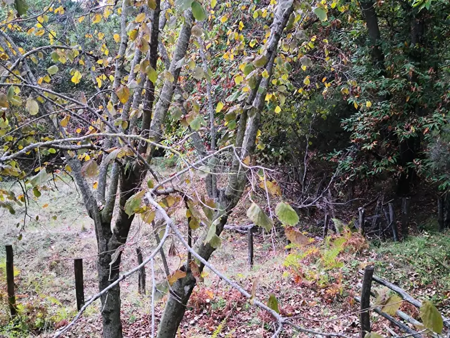 Immagine 3 di Casa semindipendente in vendita  a Montignoso
