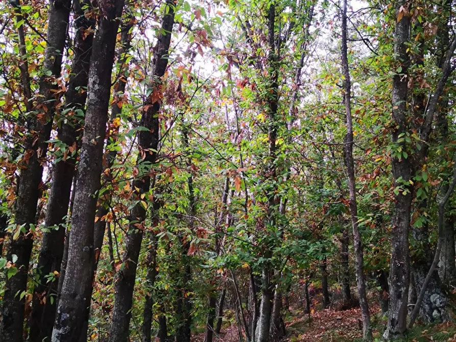 Immagine 6 di Casa semindipendente in vendita  a Montignoso