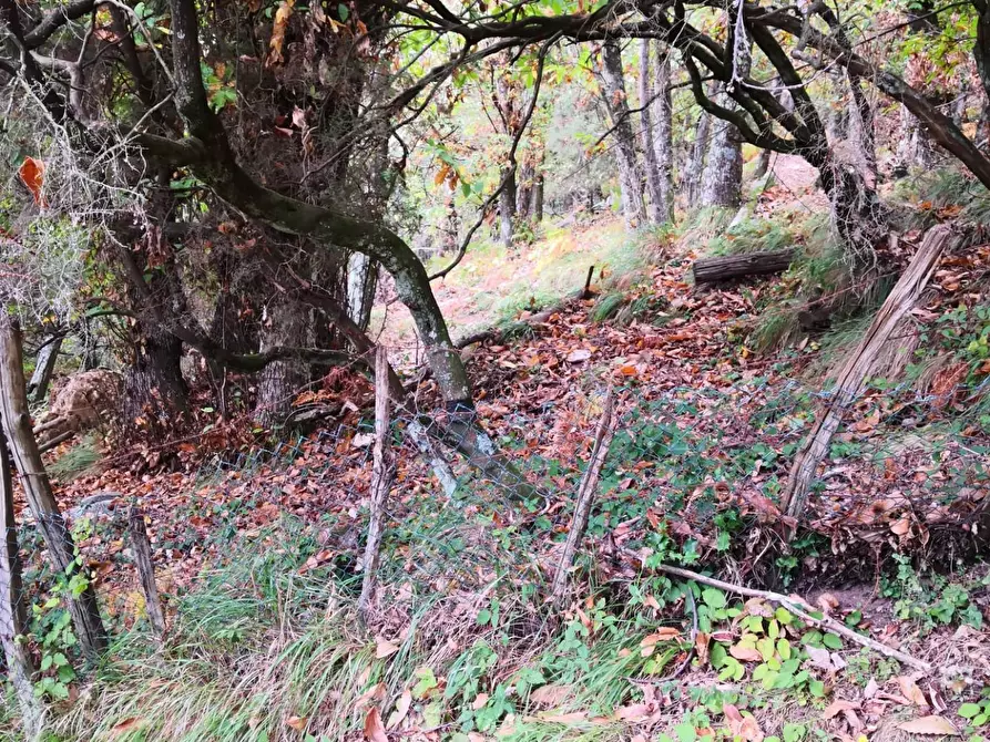 Immagine 5 di Casa semindipendente in vendita  a Montignoso