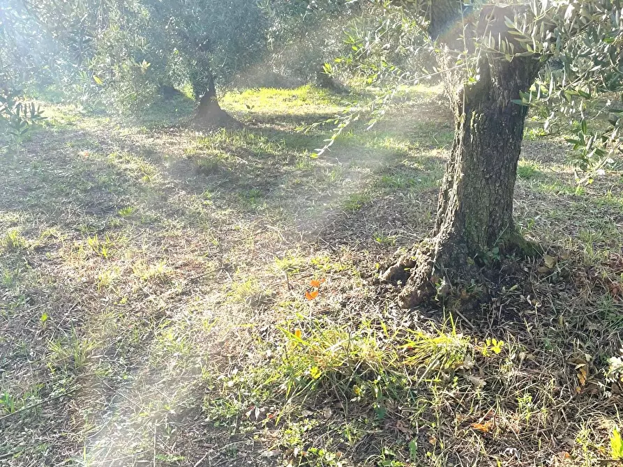 Immagine 5 di Terreno agricolo in vendita  a Fauglia