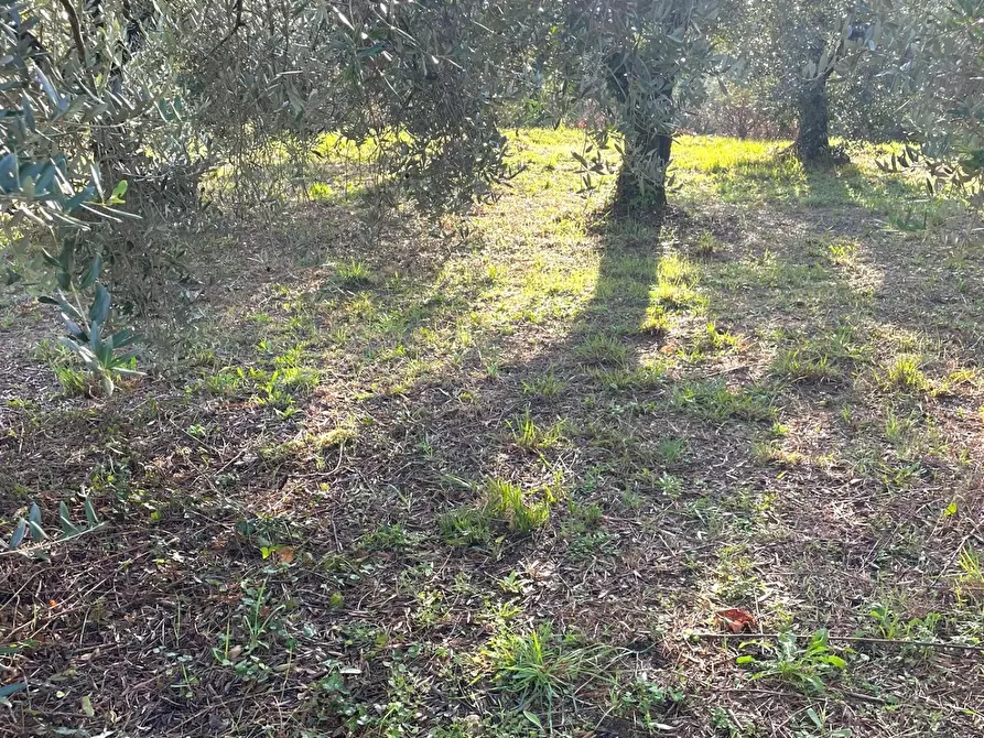 Immagine 6 di Terreno agricolo in vendita  a Fauglia