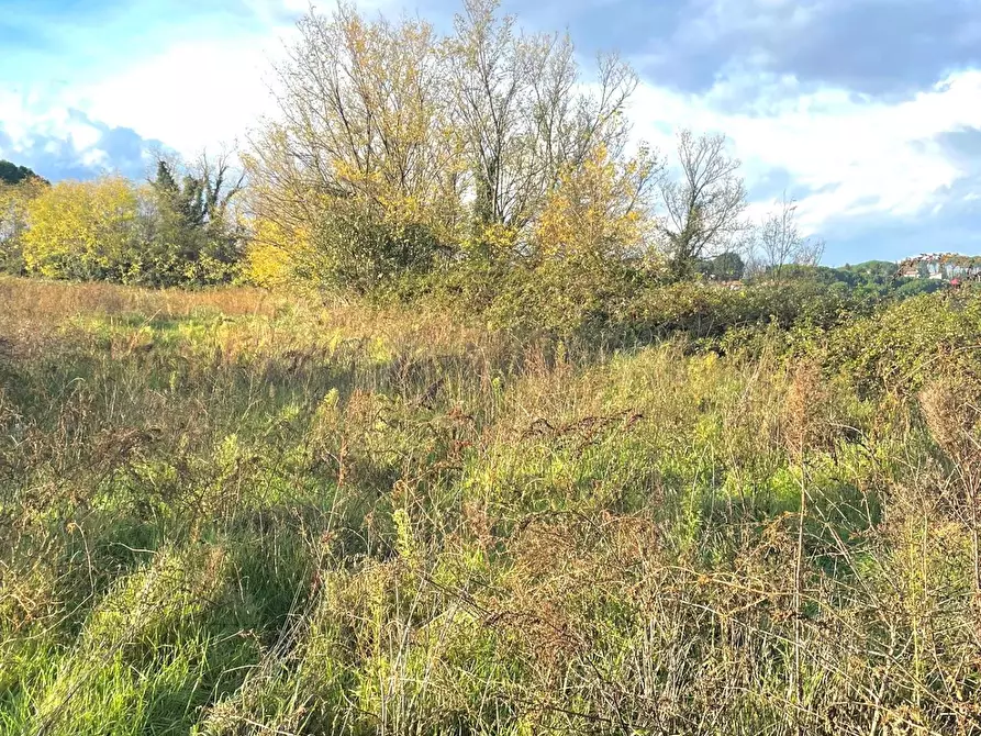 Immagine 2 di Terreno agricolo in vendita  a Fauglia