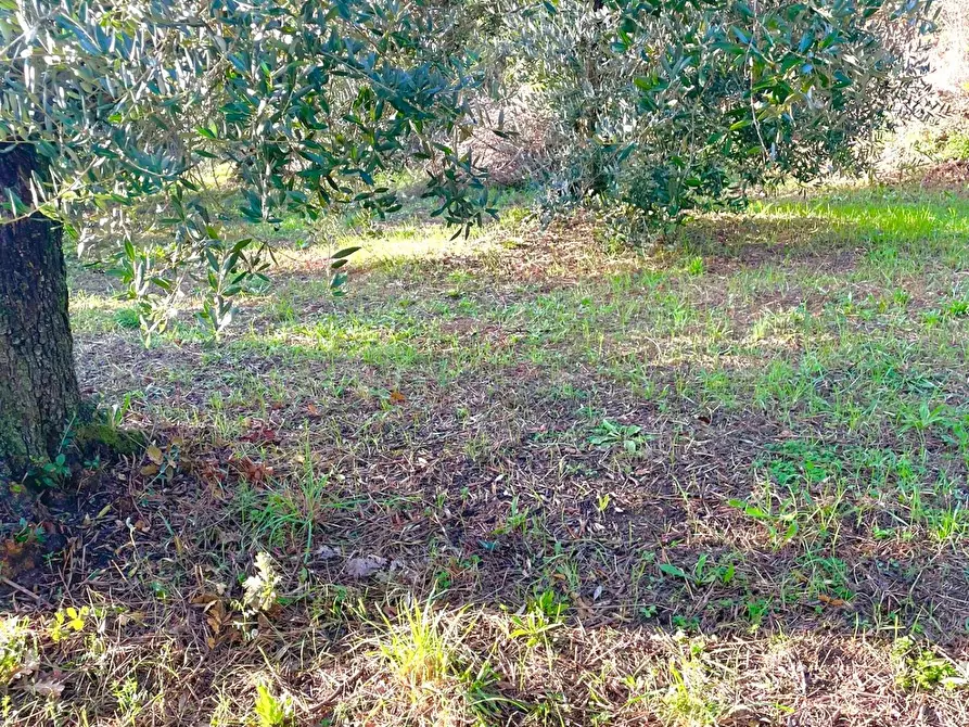 Immagine 4 di Terreno agricolo in vendita  a Fauglia
