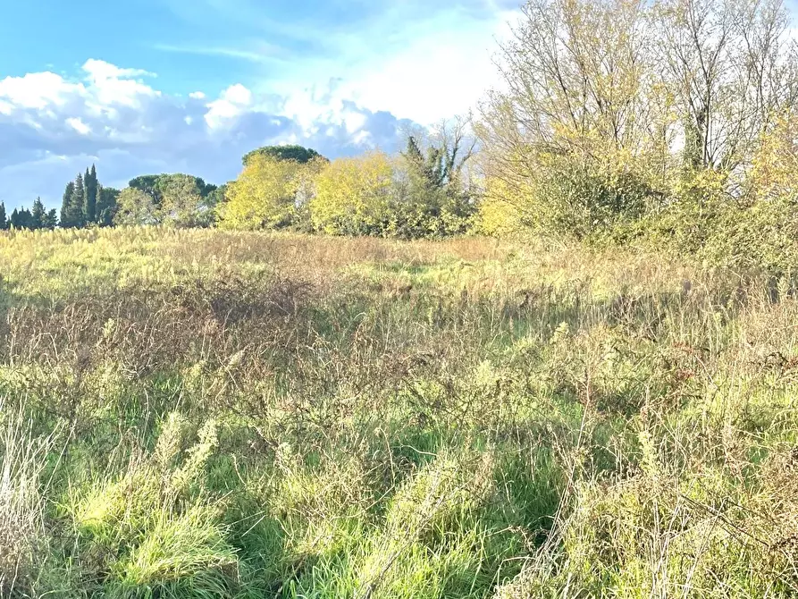 Immagine 3 di Terreno agricolo in vendita  a Fauglia