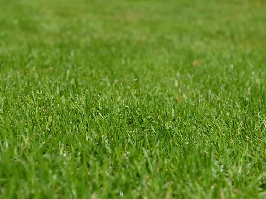 Immagine 3 di Terreno agricolo in vendita  a Sarzana