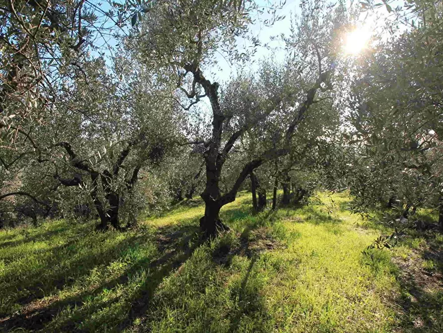 Immagine 23 di Casa colonica in vendita  a Larciano