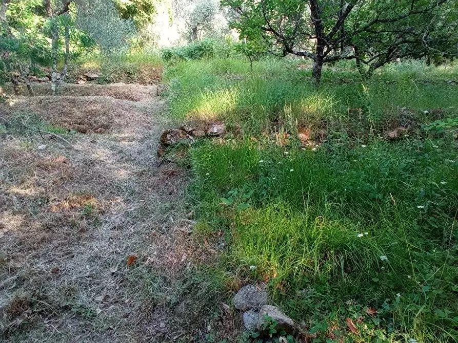Immagine 6 di Terreno agricolo in vendita  a Capannori